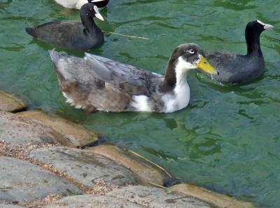 Прикрепленное изображение: bDSCF5895.jpg